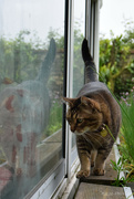 14th May 2023 - who's that cat?