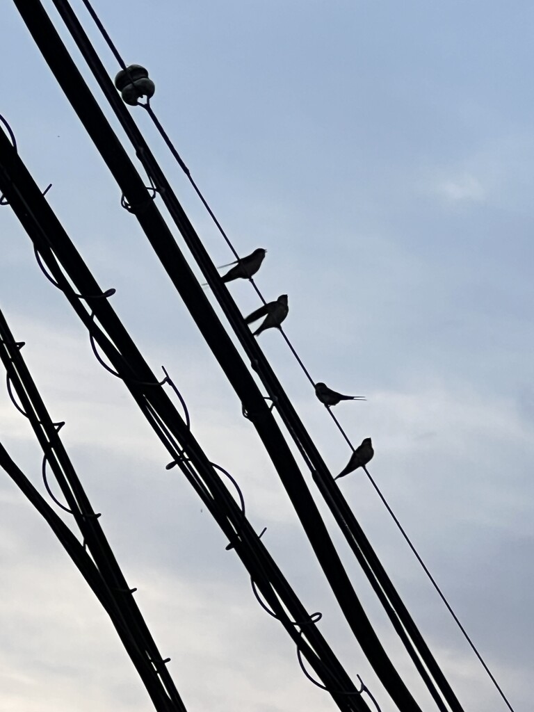 Sparrows on Telephone Pole by 520