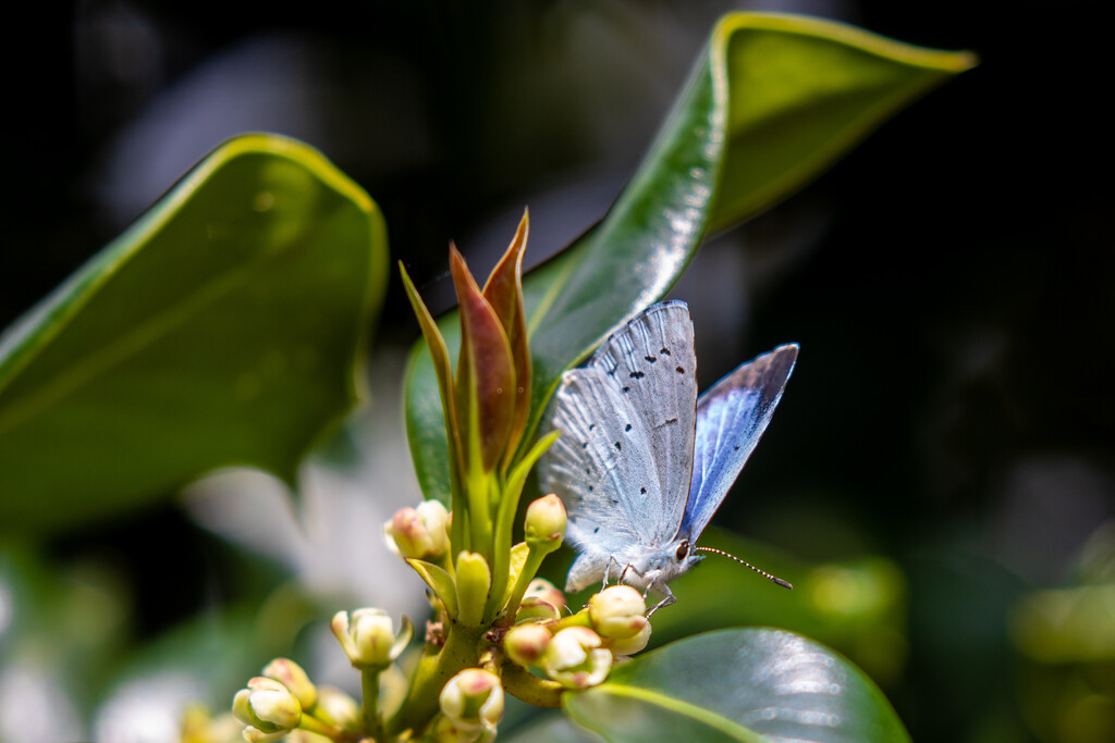 Blue Holly Butterfly by carole_sandford