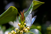 14th May 2023 - Blue Holly Butterfly