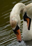 14th May 2023 - Swans........