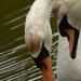Swans........