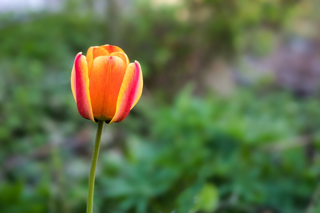 Tulip opened by okvalle