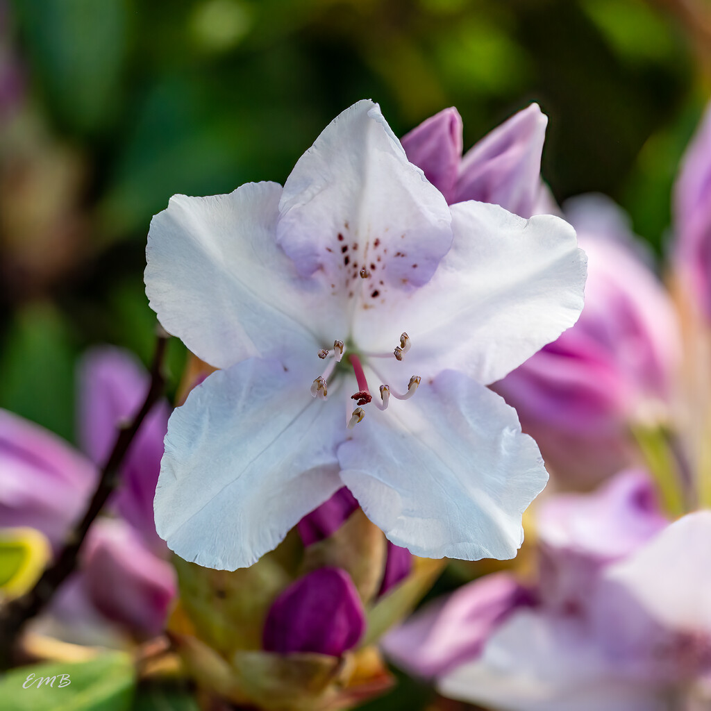 Rhodie Single.  Happy Mother's Day! by theredcamera
