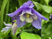 12th May 2023 - Aquilegia