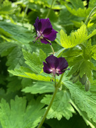 13th May 2023 - Geranium