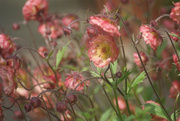 14th May 2023 - Geum Pink Petticoats