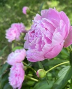 13th May 2023 - Mom’s Pink Peonies 