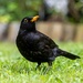 Mr Blackbird  by rjb71