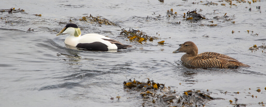 Eider by lifeat60degrees