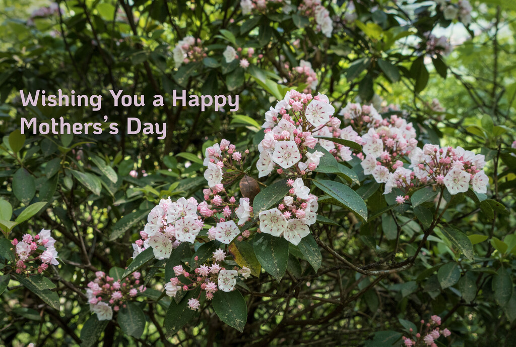 Happy Mother's Day by kvphoto