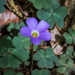 Violet Wood-sorel  by kvphoto