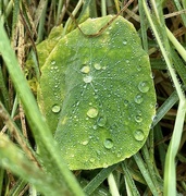 15th May 2023 - A nasturtium leaf but no flowers