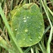A nasturtium leaf but no flowers by Dawn