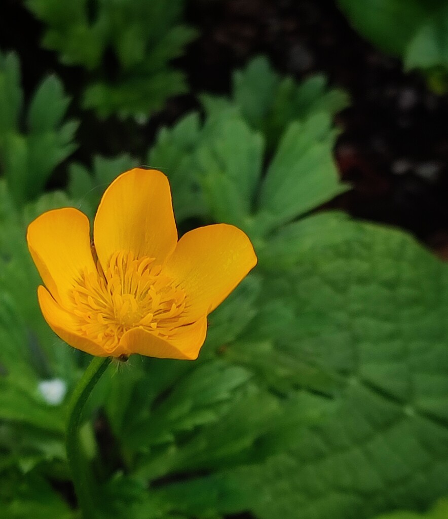 Welsh Poppy  by countrylassie