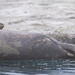 Harbor Seals  by nicoleweg