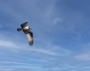 14th May 2023 - Osprey Flying Over My Kayak 