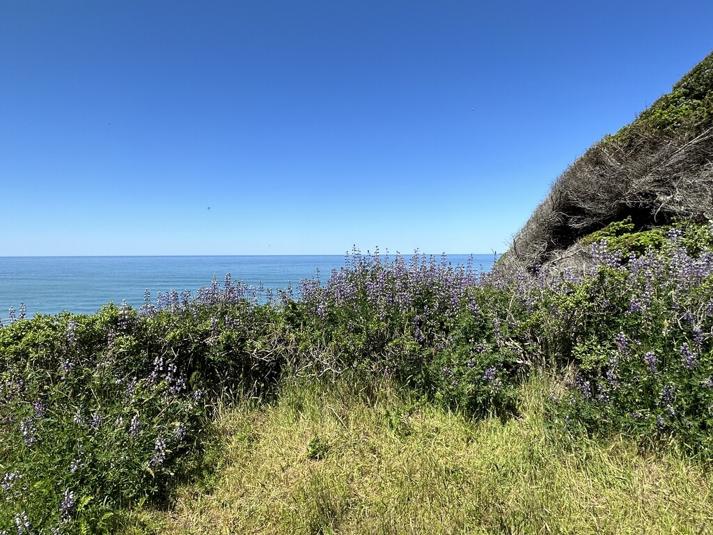 Sea Cliff on Mother’s Day  by pandorasecho