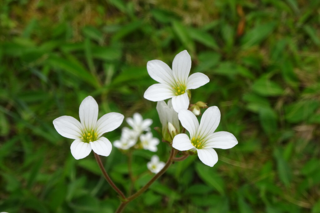 meadow saxifrage apparently by anniesue