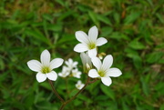 14th May 2023 - meadow saxifrage apparently