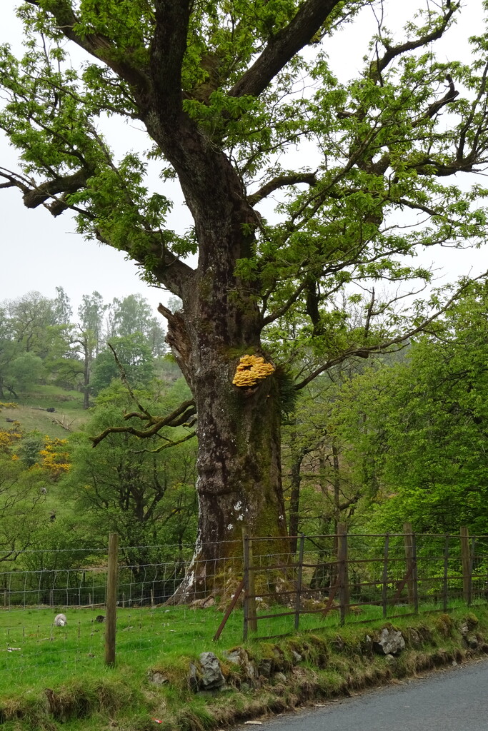 yellow fungus by anniesue