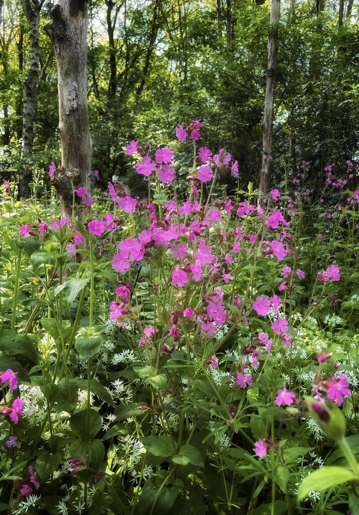 Red campion by pattyblue