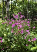 14th May 2023 - Red campion