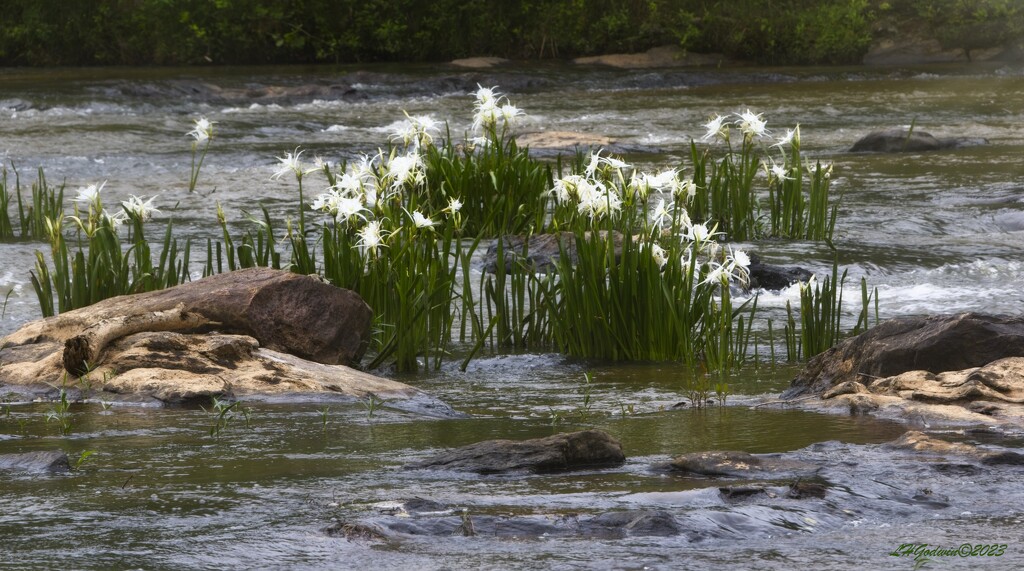 LHG_3754 shoal lillies on the river by rontu
