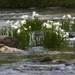 LHG_3754 shoal lillies on the river by rontu