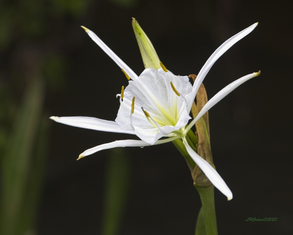 LHG_3670shoal lily on the Flint by rontu