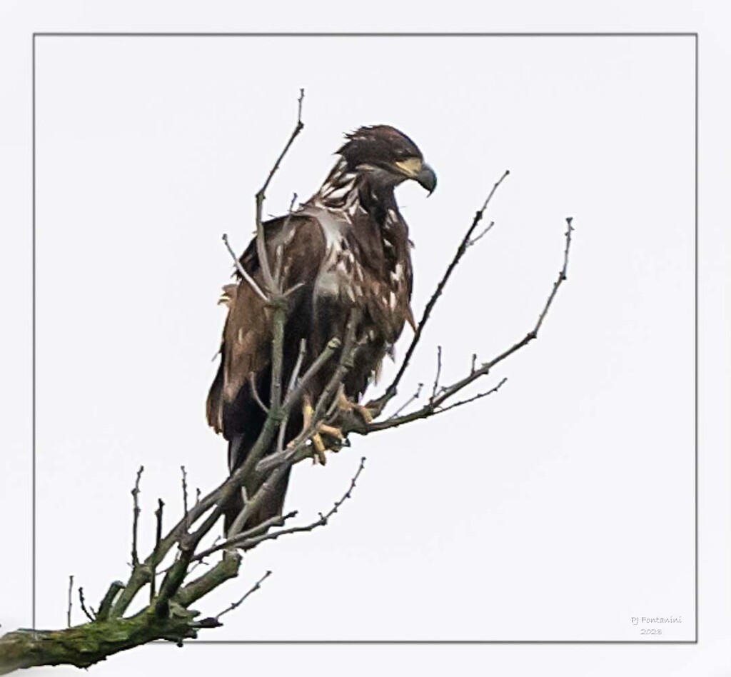 Juvenile Bald Eagle by bluemoon