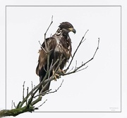 14th May 2023 - Juvenile Bald Eagle