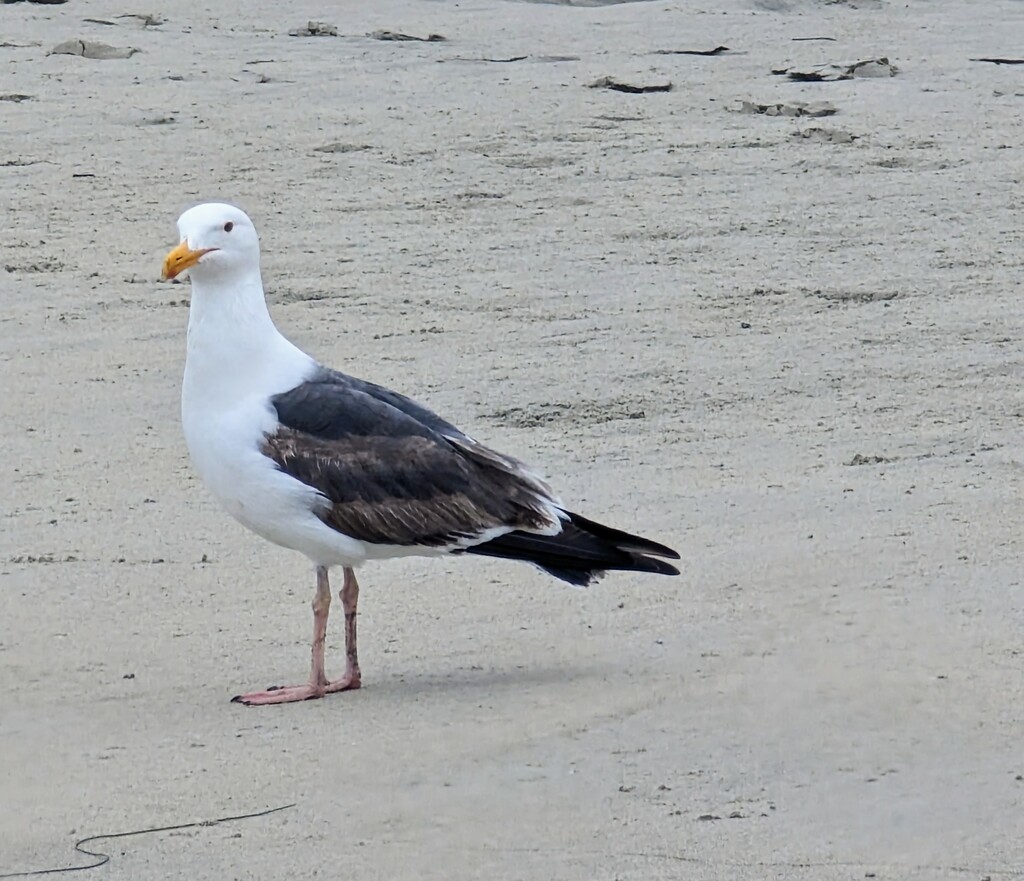 Seagull Portrait  by harbie