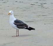 3rd May 2023 - Seagull Portrait 