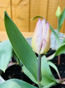 1st Apr 2023 - First Tulip...