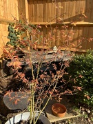 4th Apr 2023 - Acer in the sunshine....