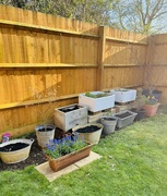 7th Apr 2023 - Ready for planting....