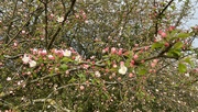 26th Apr 2023 - Spring blossom...