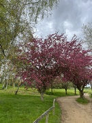 25th Apr 2023 - Beautiful trees on golf course...