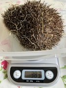 27th Apr 2023 - Another weigh in ......