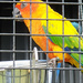 Sun Parakeet by onewing