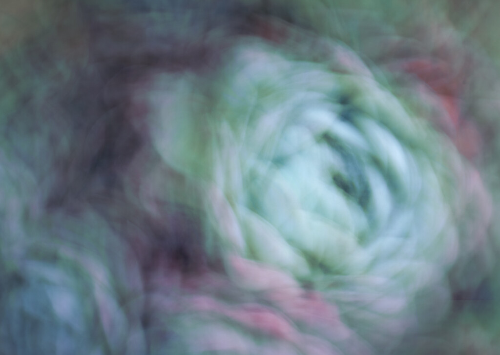 Swirl of Succulents by 365projectclmutlow