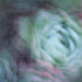 Swirl of Succulents by 365projectclmutlow