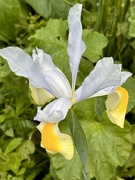 15th May 2023 - Extras - Another iris