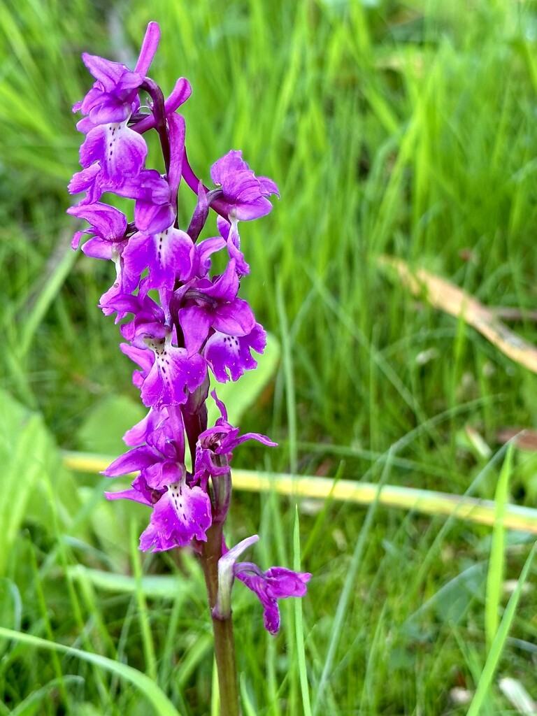 Alternate - Early purple orchid by pamknowler