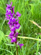15th May 2023 - Alternate - Early purple orchid