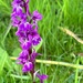 Alternate - Early purple orchid