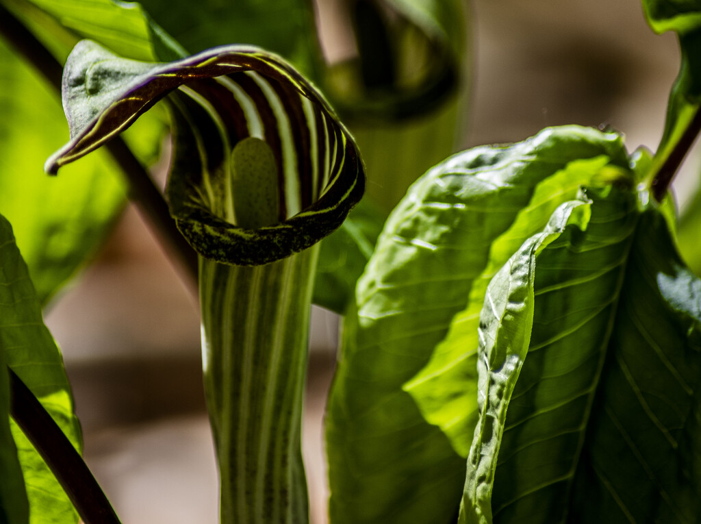 Jack in the pulpit by darchibald