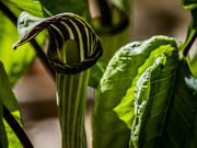 14th May 2023 - Jack in the pulpit