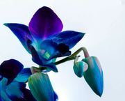 15th May 2023 - Blue Orchid